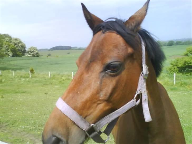 Anden særlig race Wieb *solgt* billede 11