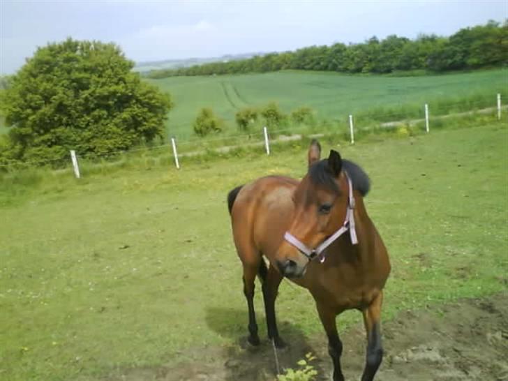 Anden særlig race Wieb *solgt* billede 12