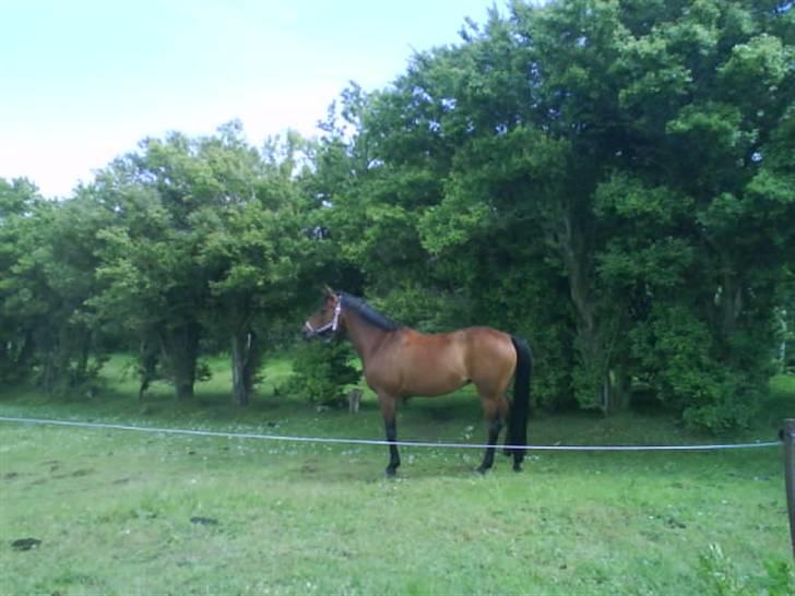 Anden særlig race Wieb *solgt* billede 13