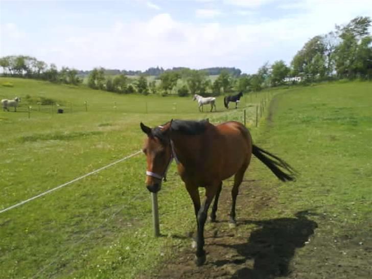 Anden særlig race Wieb *solgt* billede 14