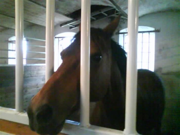 Anden særlig race Wieb *solgt* billede 15