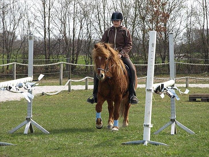 Islænder Skolli f. Ryethøj billede 1