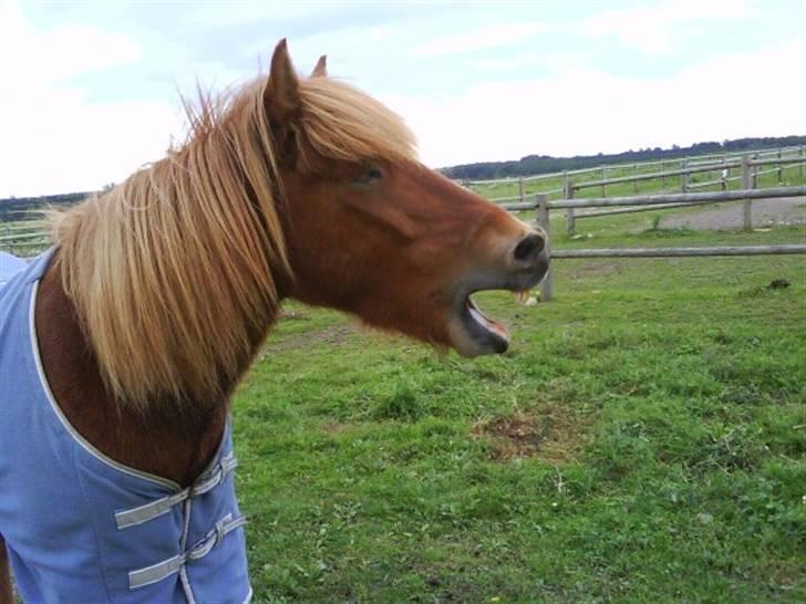 Islænder Skolli f. Ryethøj - GAB! ;D billede 2