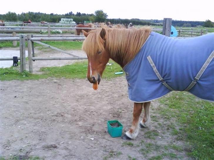 Islænder Skolli f. Ryethøj billede 3