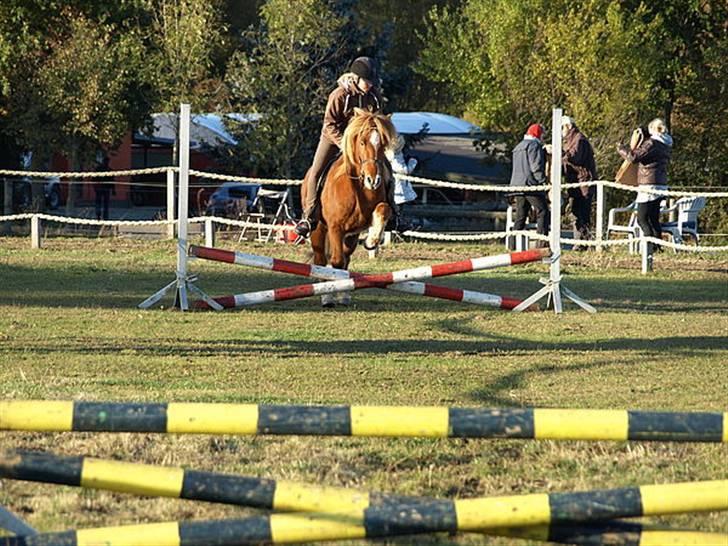 Islænder Skolli f. Ryethøj billede 4