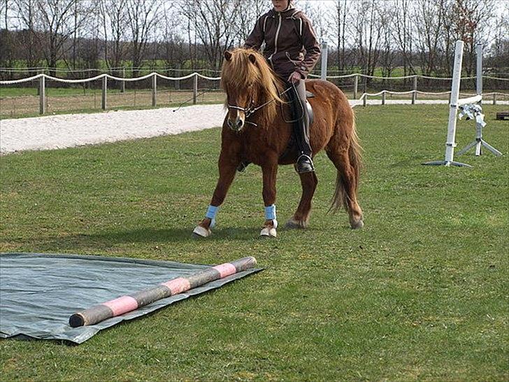 Islænder Skolli f. Ryethøj billede 5