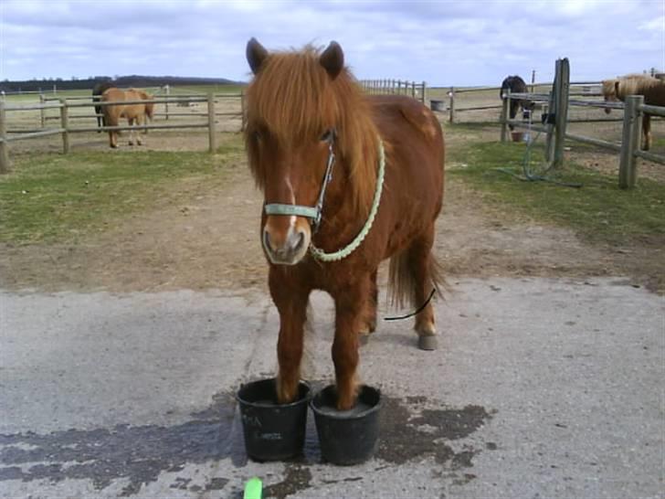 Islænder Skolli f. Ryethøj billede 6