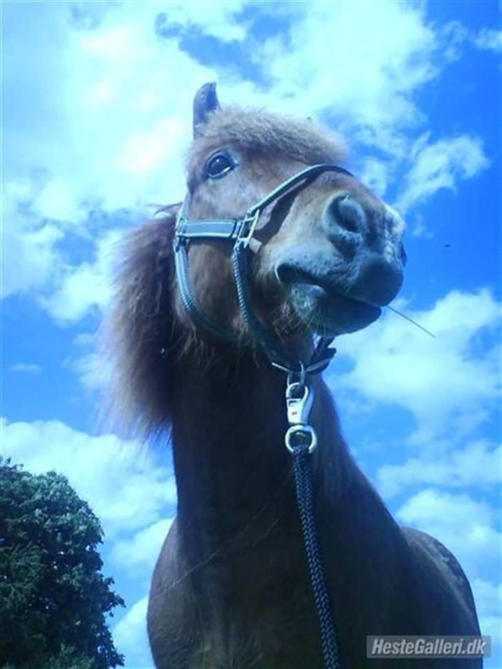 Islænder Skolli f. Ryethøj - ren model! <3 billede 8