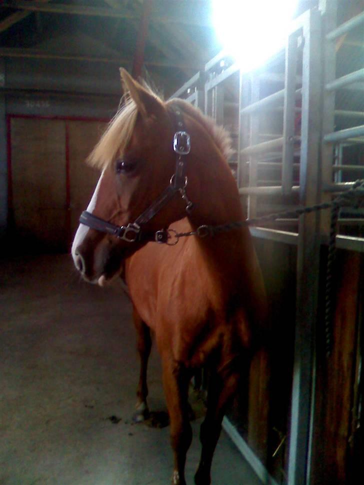 DSP sunshine (part) billede 7