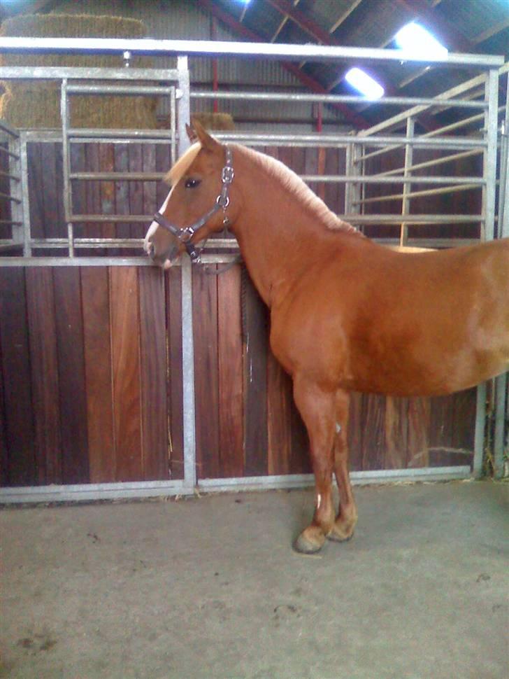 DSP sunshine (part) billede 8