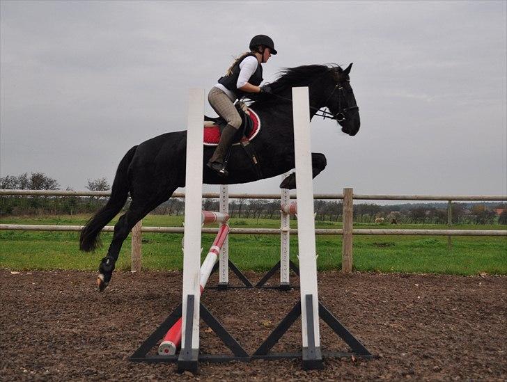 Anden særlig race KJÆRSGAARDS MOONLIGHT - Springundervisning d.30. okt 2010. Ca.105-110cm...=) billede 30