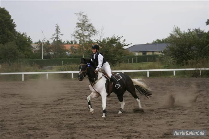 Pinto Mikado R.I.P - Taget af: Elizabeth A. billede 2