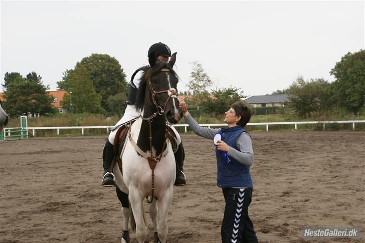 Pinto Mikado R.I.P - Taget af: Elizabeth A. billede 3