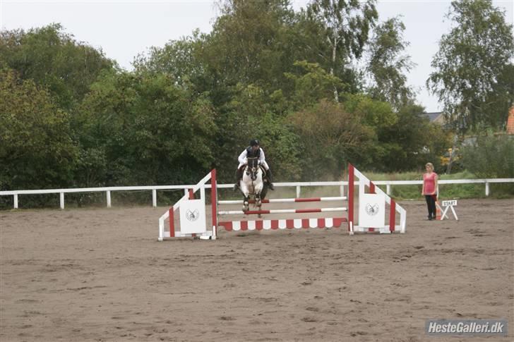 Pinto Mikado R.I.P - Taget af: Elizabeth A. billede 4