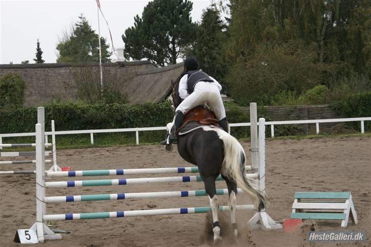 Pinto Mikado R.I.P - Taget af: Elizabeth A. billede 5