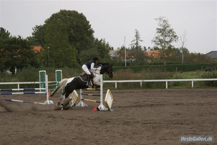 Pinto Mikado R.I.P - Taget af: Elizabeth A. billede 6