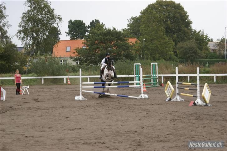 Pinto Mikado R.I.P - Taget af: Elizabeth A. billede 7