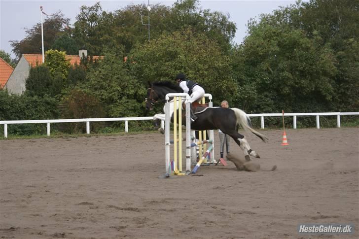 Pinto Mikado R.I.P - Taget af: Elizabeth A. billede 8