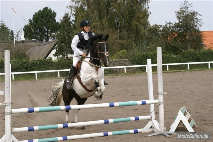 Pinto Mikado R.I.P - Taget af: Elizabeth A. billede 9