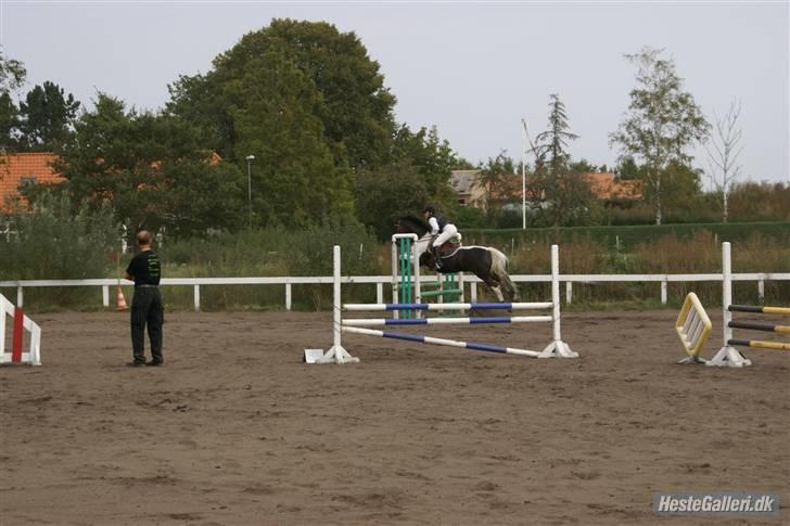 Pinto Mikado R.I.P - Taget af: Elizabeth A. billede 10