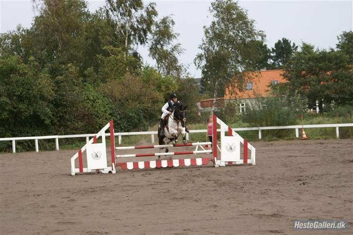 Pinto Mikado R.I.P - Taget af: Elizabeth A. billede 11