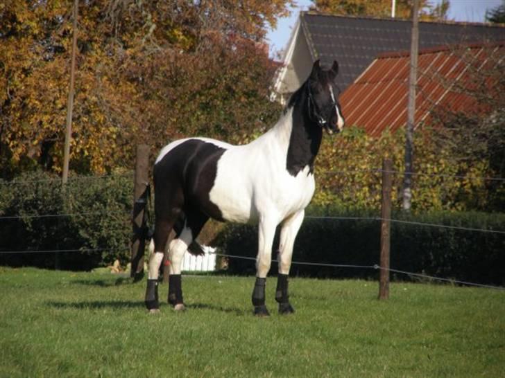 Pinto Mikado R.I.P - Fra da Line havde ham. :) billede 12