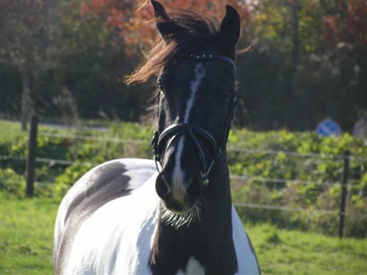 Pinto Mikado R.I.P - Fra da Line havde ham. :) billede 13