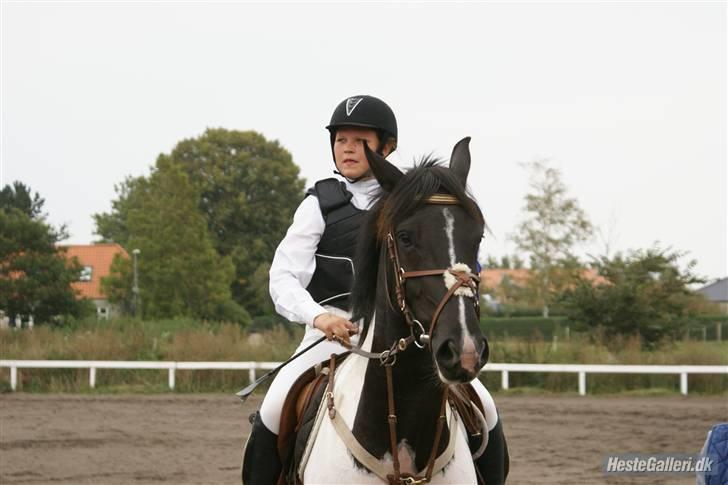 Pinto Mikado R.I.P - Taget af: Elizabeth A. billede 14