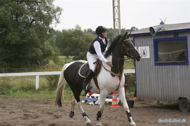 Pinto Mikado R.I.P - Taget af: Elizabeth A. billede 15