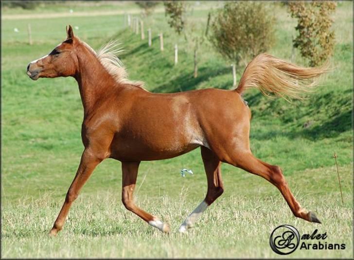 Arabisk fuldblod (OX) Al Wahiba Janan - SOLGT billede 2
