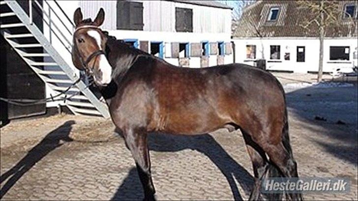 New Forest Romeos Geiger - Han er så fin:-) billede 1