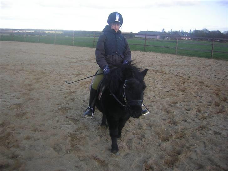 Shetlænder Fellin Af Nørvang billede 18