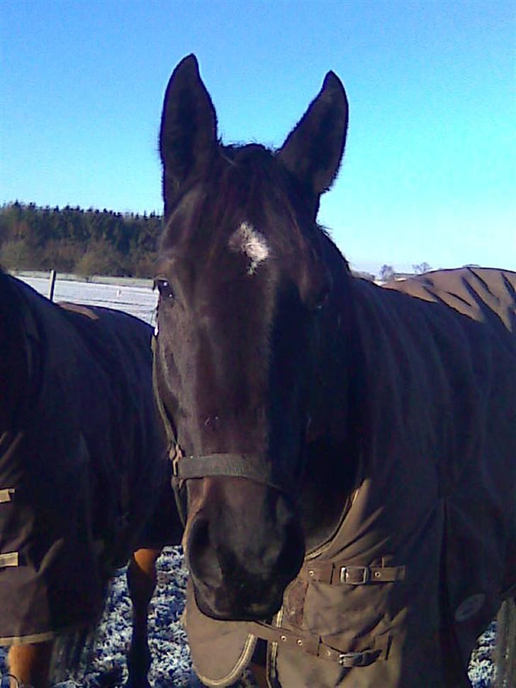 Oldenborg Skovlunds Dea Deluxe billede 1