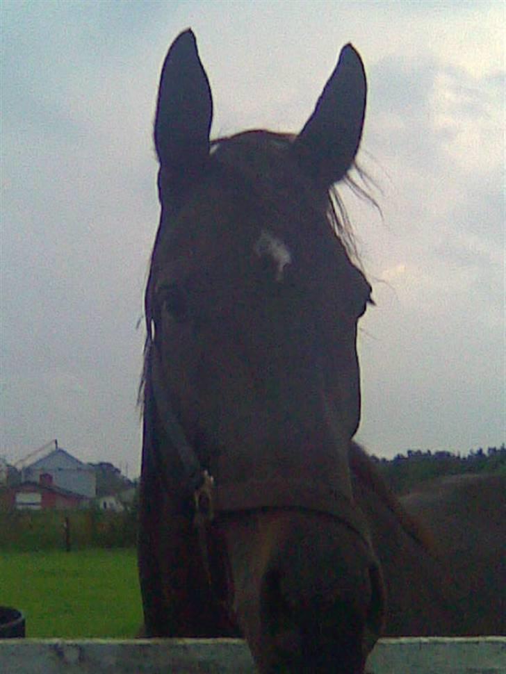 Oldenborg Skovlunds Dea Deluxe - Jeg er bare for lækker... billede 2