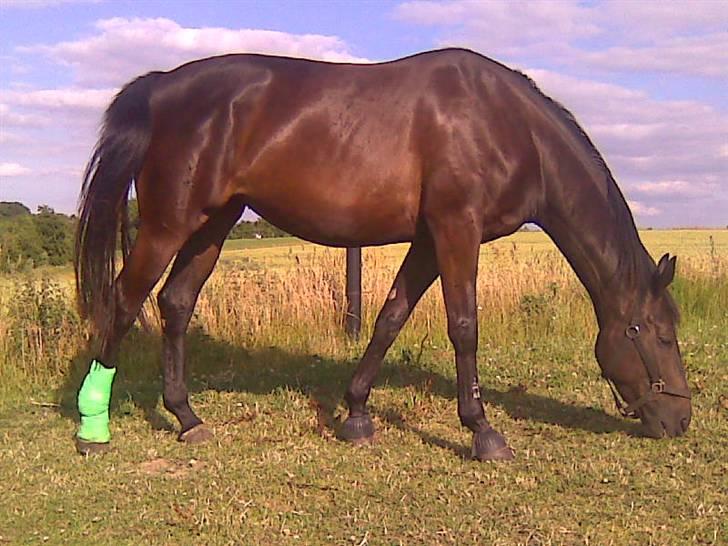 Oldenborg Skovlunds Dea Deluxe - Så kom vi til skade, så skulle have pakket benet ind, men nyder livet alligevel billede 3