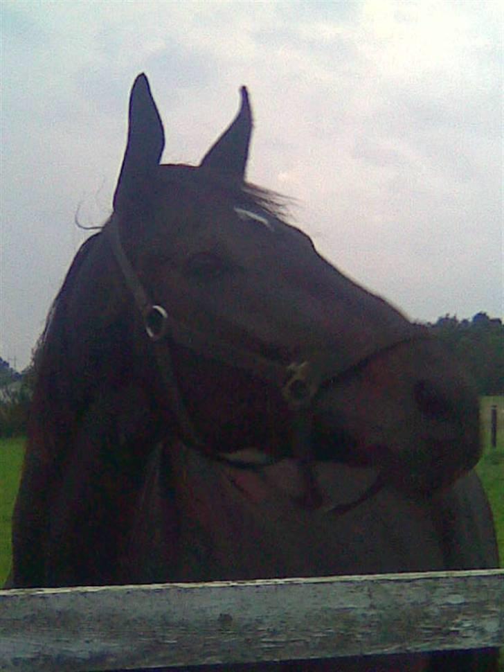 Oldenborg Skovlunds Dea Deluxe - Hvad sker der lige der ovre, det ser spændende ud billede 4