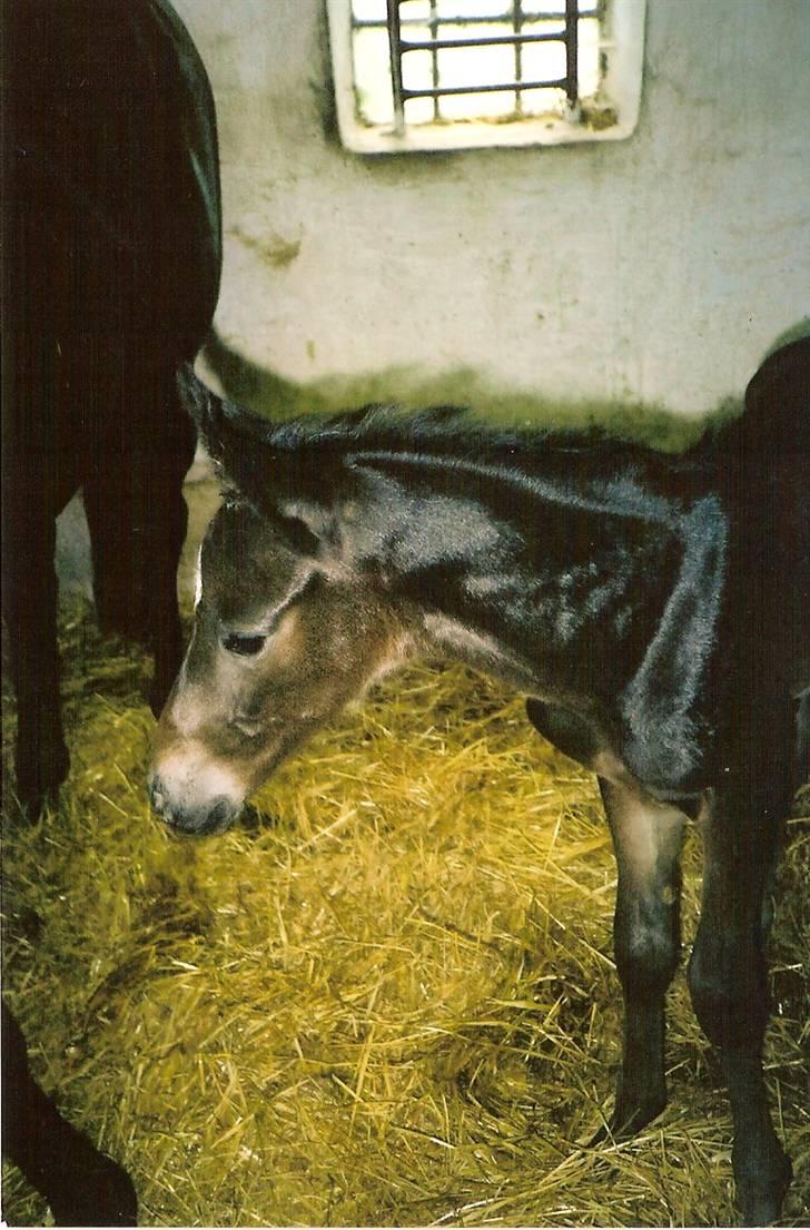 Oldenborg Skovlunds Dea Deluxe - Så "lille" har Dea været...  billede 5