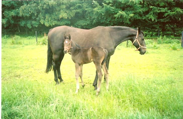 Oldenborg Skovlunds Dea Deluxe - Dea med mor på græs... sikke lille hun var dengang :o) billede 6