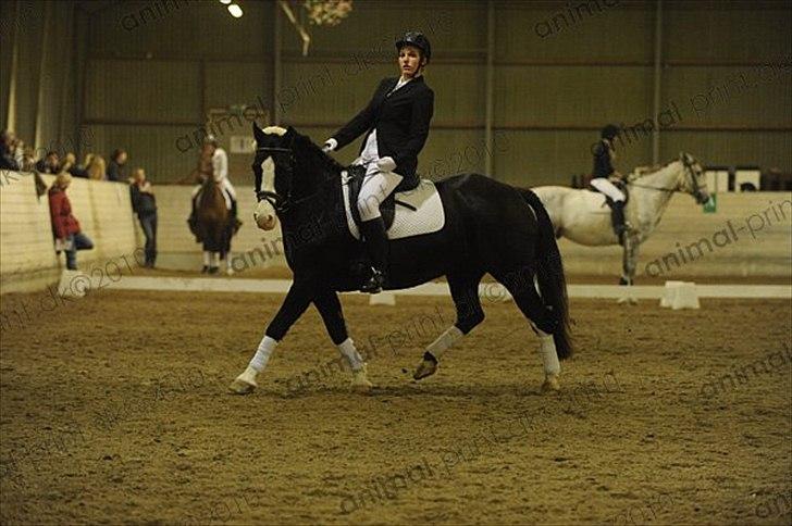 Welsh Pony af Cob-type (sec C) Dorthealyst Princess-Lea - stævne....høre her jeg er lige glad hvis i ikke kan lide hende for hun betød noget for mig og en masse andet så hold dine dårlige meninger for dig selv (BAL) billede 17