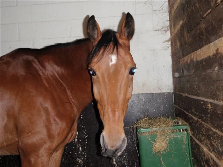 Oldenborg Sultan  - Har du noget ? billede 6