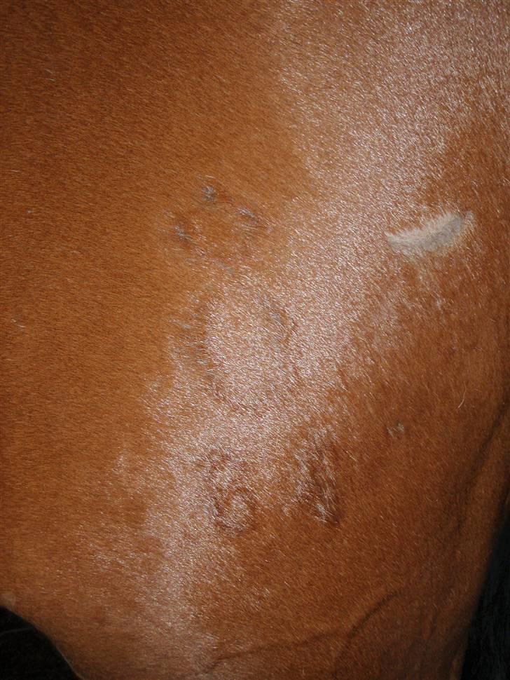 Oldenborg Sultan  - Nogle der kan tyde det ? - Ved det er et O og tre prikker ..  billede 7