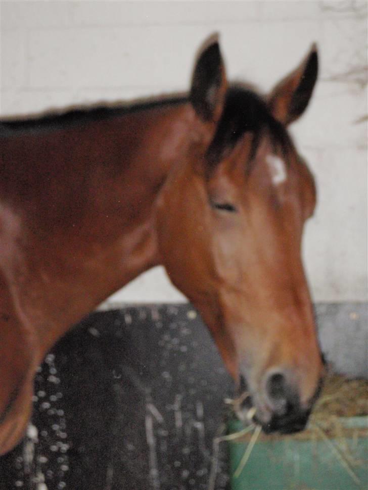 Oldenborg Sultan  - Trætte Dreng <3 billede 8