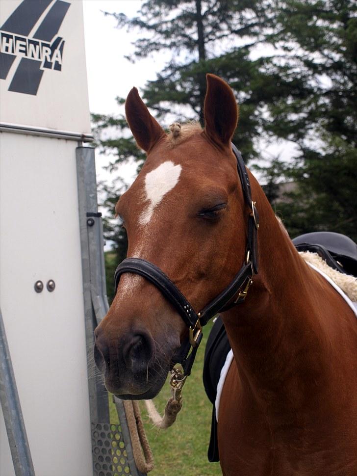 Tysk Sportspony Bukéfalos billede 15