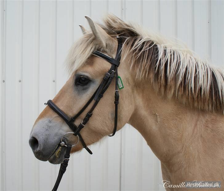 Fjordhest EMINENT (Emma) - Velkommen til Eminent´s profil ( Også under navnet EMMA:p foto: Camilla  billede 1