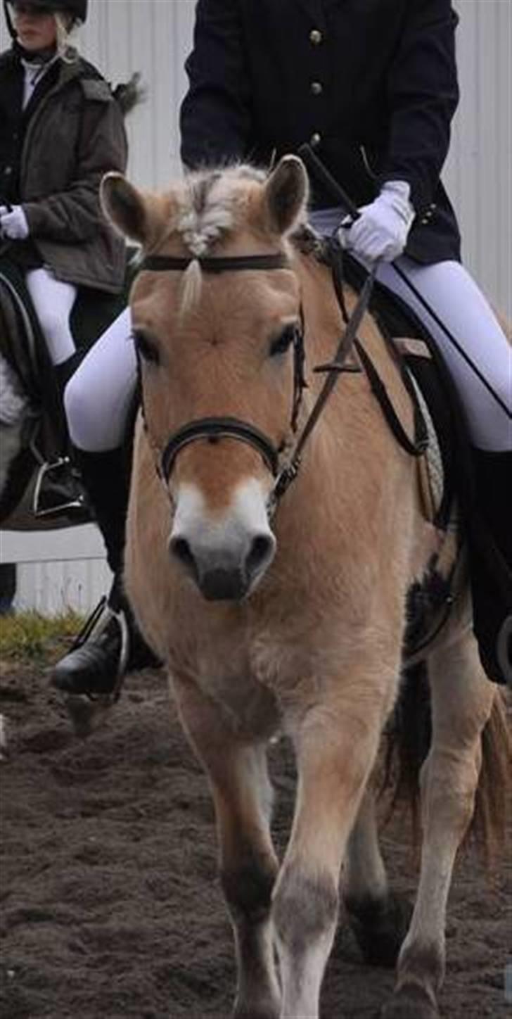 Fjordhest EMINENT (Emma) - Mig og baby Emi, til stævne:D foto: Sarah Knakkergaard billede 2