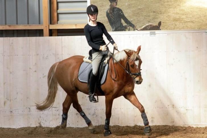 Tysk Sportspony Bukéfalos billede 16