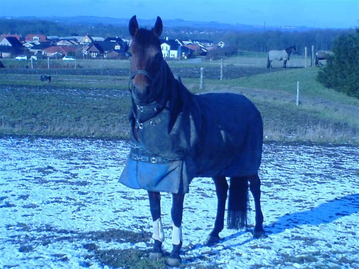 Anden særlig race Nikita *lillesøsters nu* billede 15