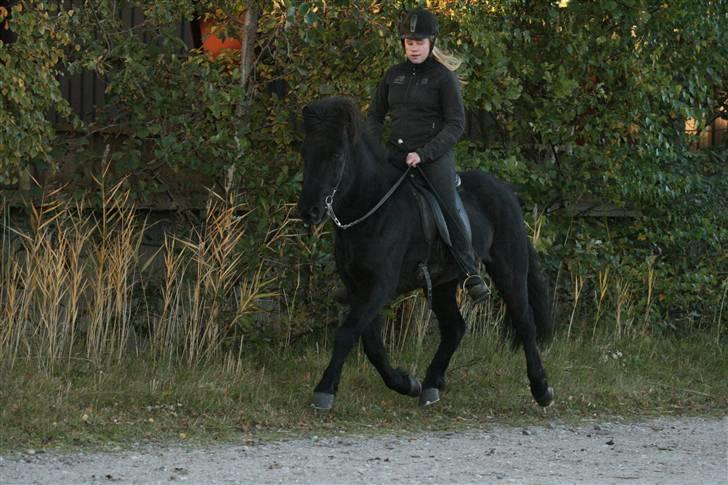 Islænder Gandor fra Ågaarden billede 11