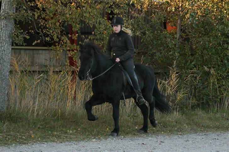 Islænder Gandor fra Ågaarden billede 12