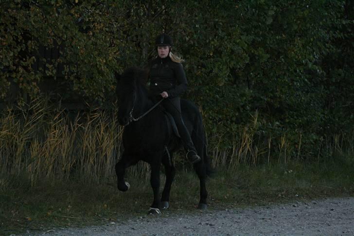 Islænder Gandor fra Ågaarden billede 16